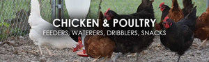 Chicken and Poultry supplies: feeders, waterers, dribblers, snacks