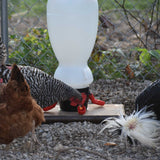 Heath CC-CD2G: Poultry Drinker Automatic 2-gallon Plastic Chicken Dribbler with Four Cups